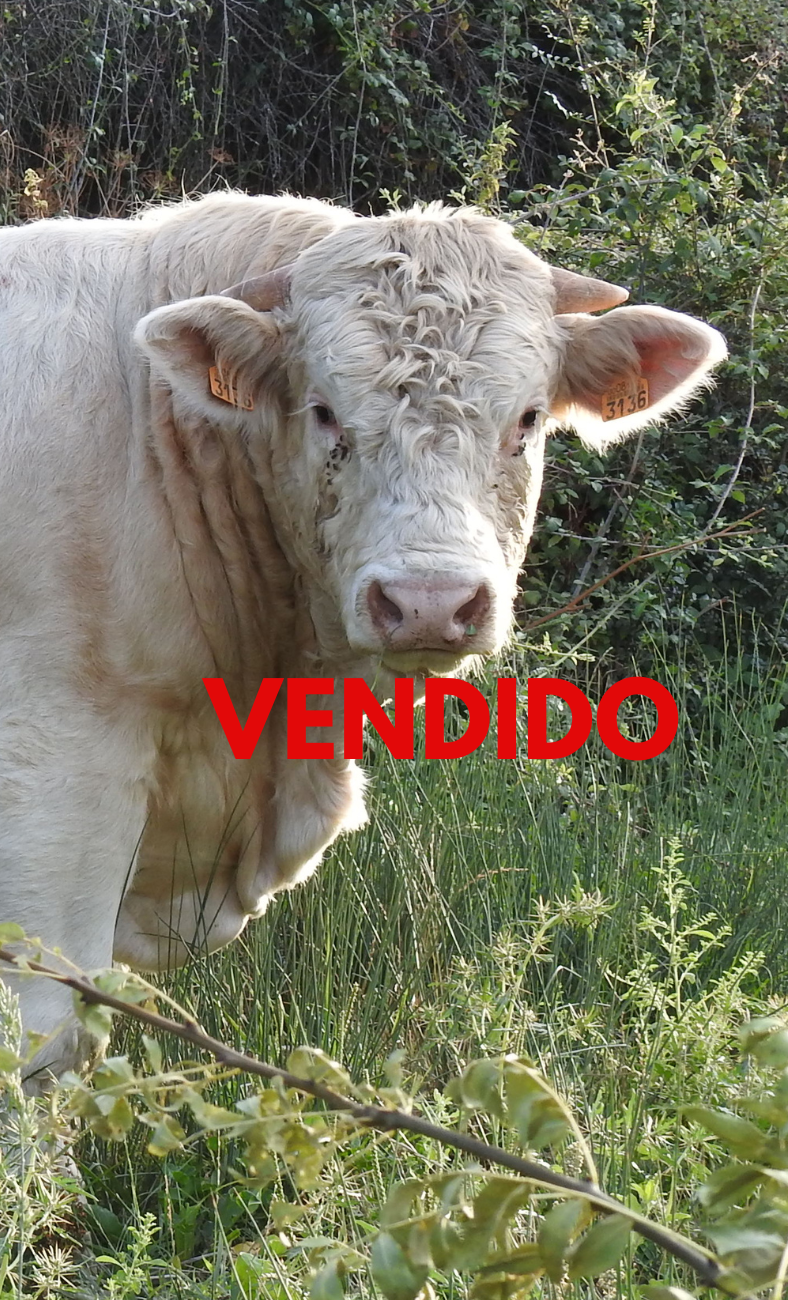 VENDIDO (5)