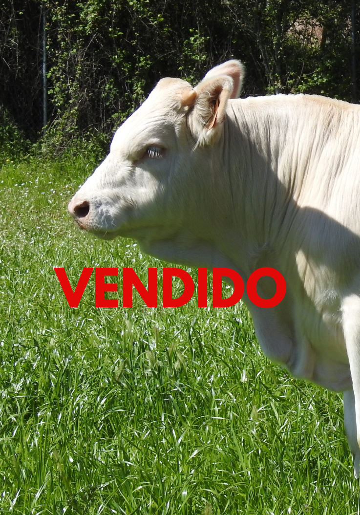 VENDIDO (2)