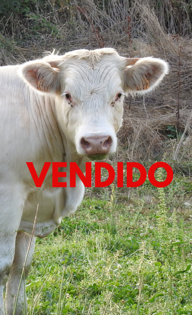 VENDIDO (6)