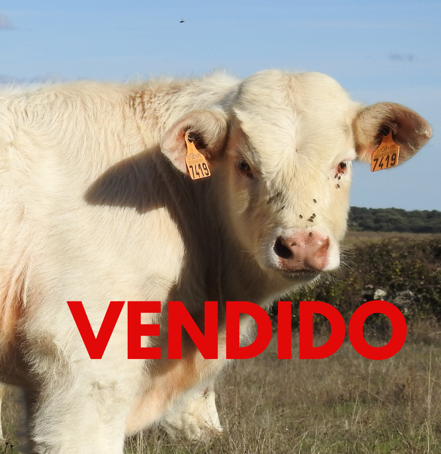 VENDIDO (1)