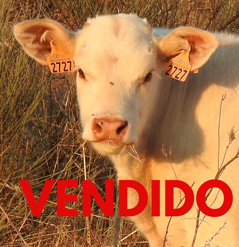 VENDIDO (2)