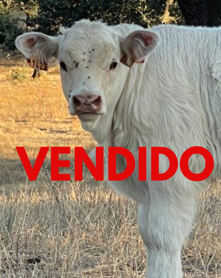 VENDIDO (3)